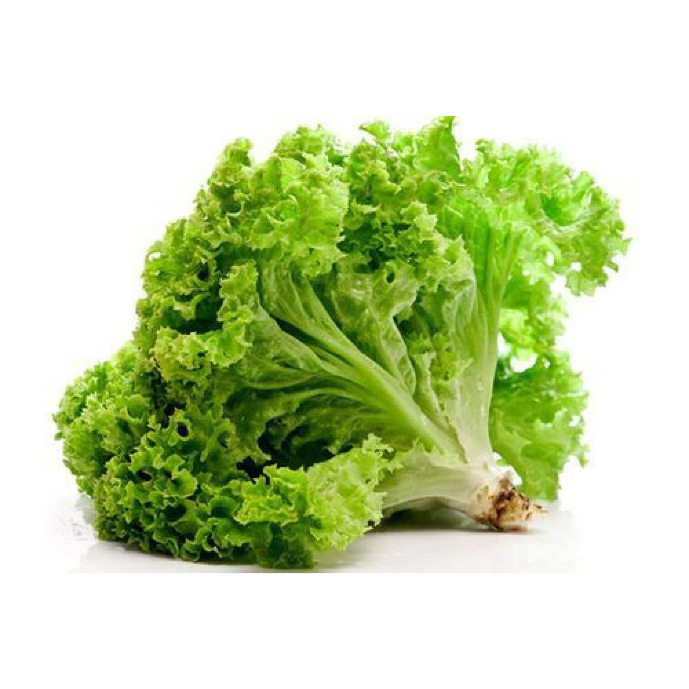 Green Lollo Rossa Lettuce Price in Chennai, lettuce, Keerai per kg, rate, market, vegetable, wholesale