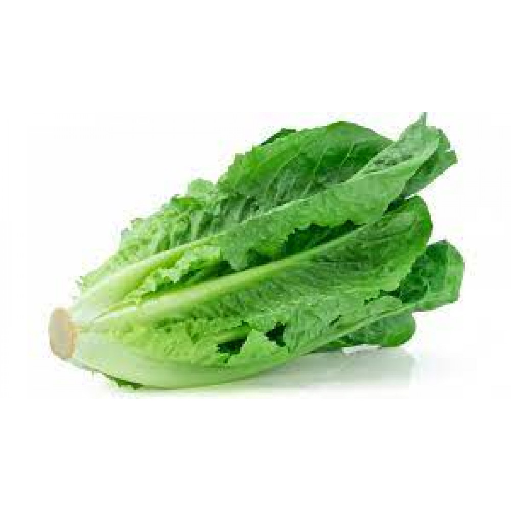 Romaine Lettuce Price in Chennai, per kg, rate, market, vegetable, wholesale