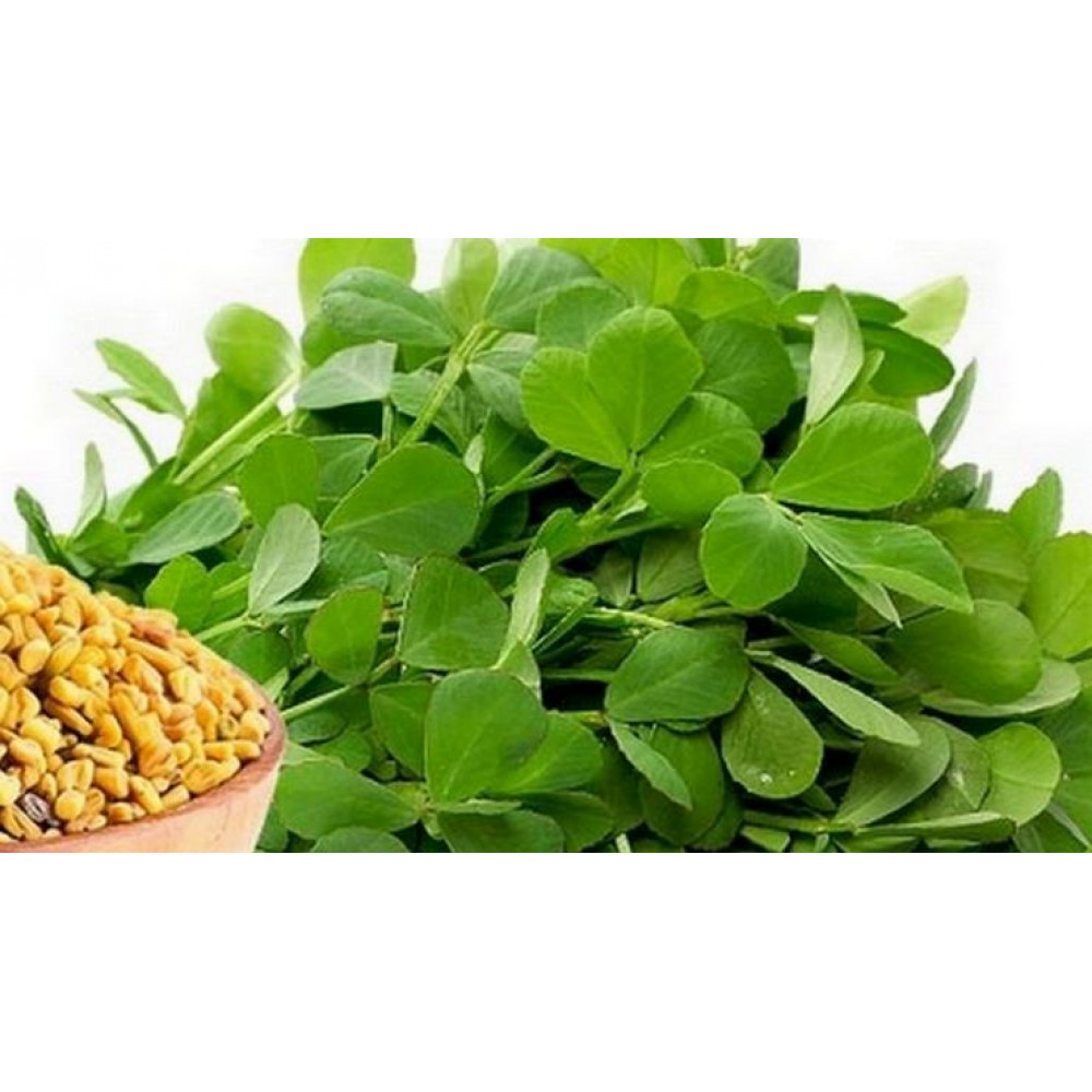 Fenugreek Spinach, Vendhaya Keerai price in chennai, per bunch, per kg, rate, market, vegetable, wholesale