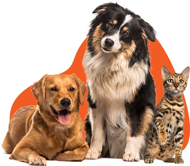Dog Boarding in Coimbatore