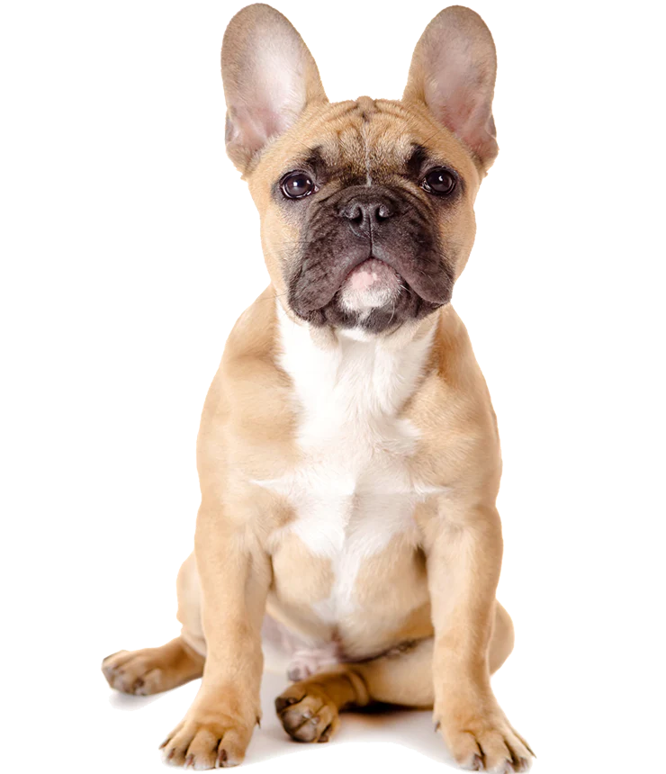 Dog Boarding in Coimbatore